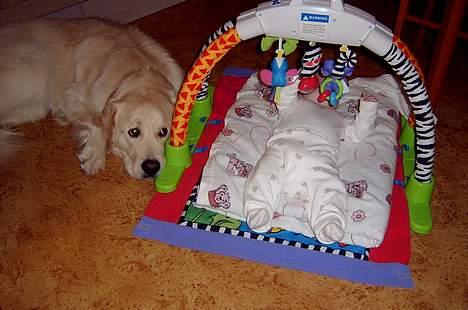 Golden retriever Chico billede 18