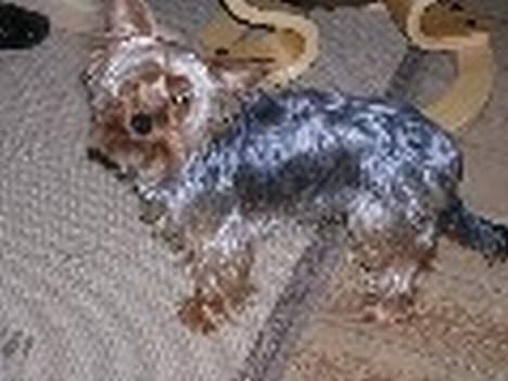 Yorkshire terrier Anton billede 11