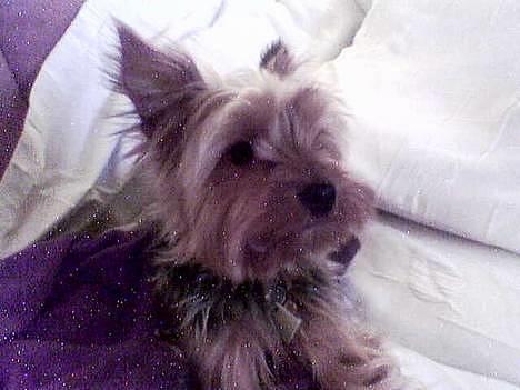 Yorkshire terrier Anton billede 12
