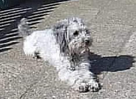 Dværgpuddel lunte - ude i min gård billede 8