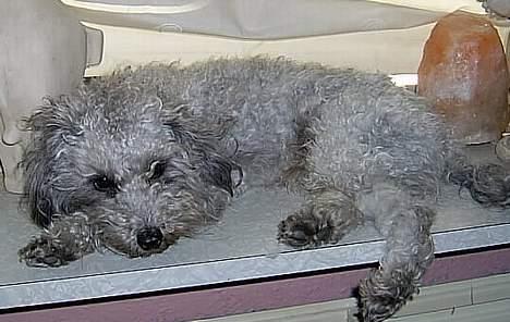 Dværgpuddel lunte billede 9