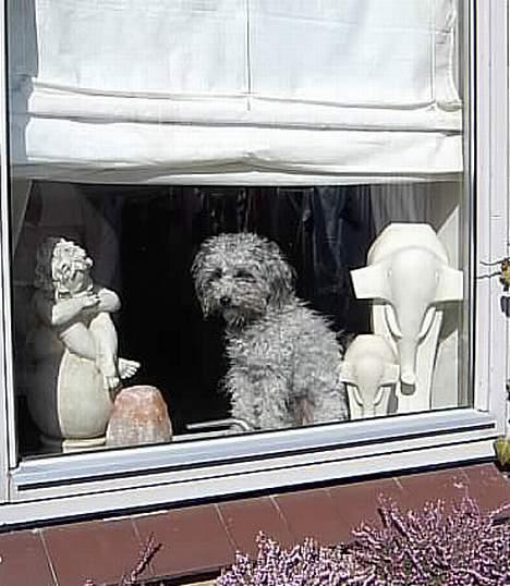 Dværgpuddel lunte - nyder udsigten billede 10