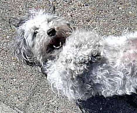 Dværgpuddel lunte billede 11