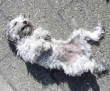 Dværgpuddel lunte billede 12