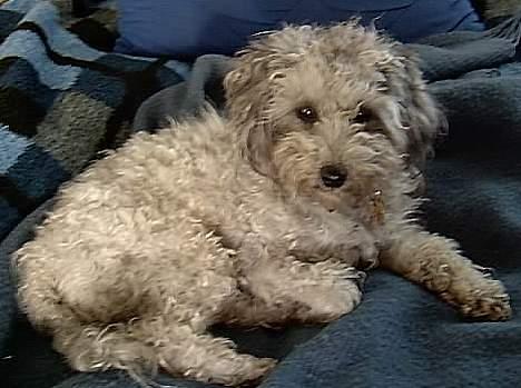 Dværgpuddel lunte - er jeg ikke dejlig billede 13