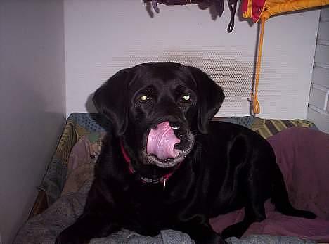 Labrador retriever Trine *BORTE* - Mm den ser lækker ud billede 10