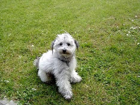 Dværgpuddel lunte - dette er et ganske almindeligt foto som er taget ude i haven ,,,han er lige blevet klippet ,,,,så håber jeg det er på plads billede 14