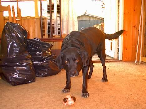 Labrador retriever Timmo - Ska vi lege?? billede 6