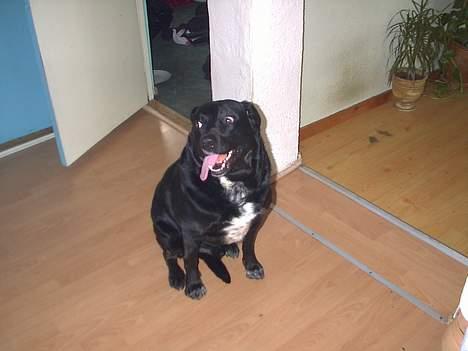 Labrador retriever Timmo - Wee... billede 7