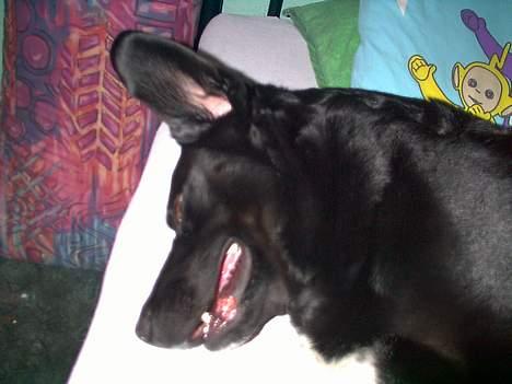 Labrador retriever Timmo - Er jeg ikk bare kær?!.. billede 8