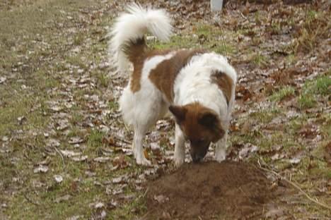 Blanding af racer Fif - Den "glubske" Fif er på jagt i skoven *Snif snif...*  billede 11