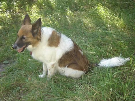 Blanding af racer Fif - 2005: Fif ved søen  billede 12