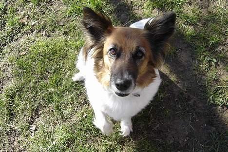 Blanding af racer Fif - *Hæ hæ hææ... Ræk mig lige det der kamera Anne* billede 13