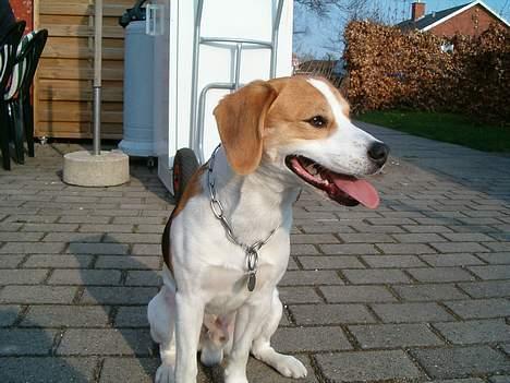 Blanding af racer Xanthos - Puhaaa, der er varmt når man har løbet sådan rundt. billede 11