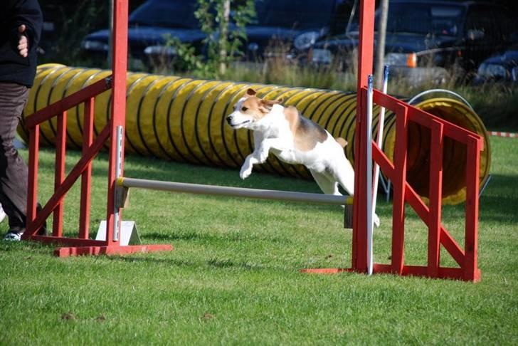 Blanding af racer Xanthos - Agility hunden Xanthos :o) billede 12