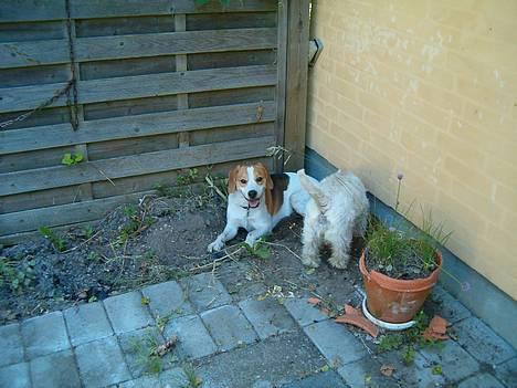 Blanding af racer Xanthos - Hov, må man ikke grave huller i andre folks haver ????? Nå men så ligger jeg mig bare i det :o) Juni 2006 billede 14