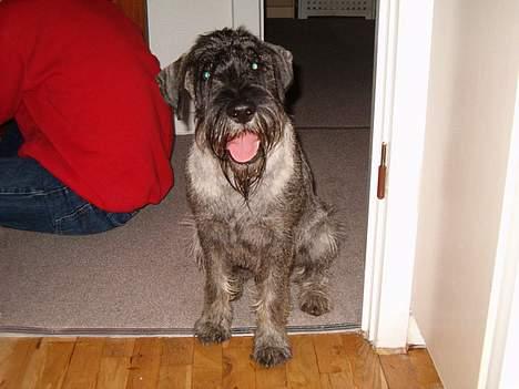 Mellemschnauzer Balder billede 6
