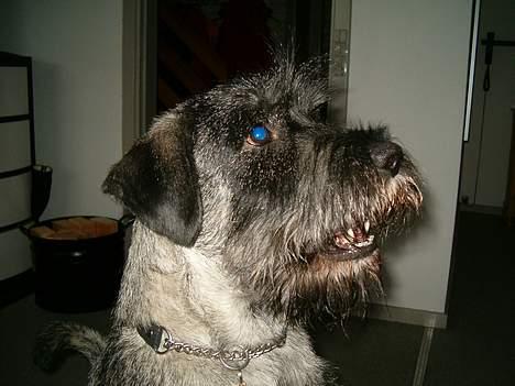 Mellemschnauzer Balder billede 7
