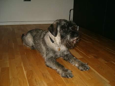 Mellemschnauzer Balder billede 8