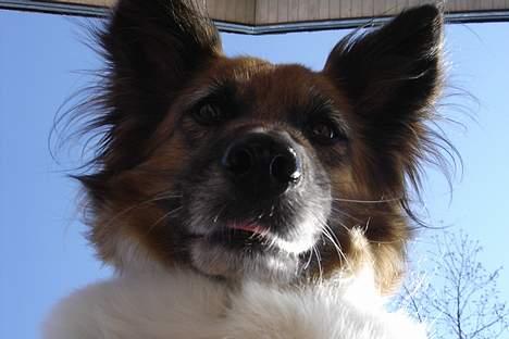 Blanding af racer Fif - Billedet er taget nedefra *Hej stump! Ville du noget?* billede 14