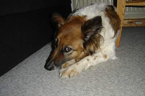 Blanding af racer Fif - *Davs... Hvor´n sker´en* billede 15