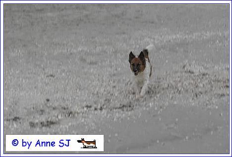 Blanding af racer Fif - På stranden *fuld fart fremad!* billede 16