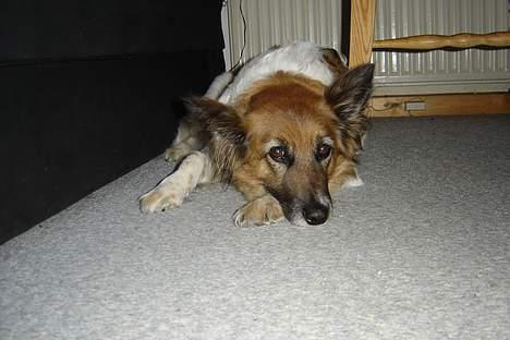 Blanding af racer Fif - *Ævv.... Så fandt hun endnu et af mine gemmesteder* billede 17