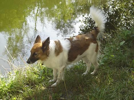 Blanding af racer Fif - 2005: Ved søen, (og nu kan man faktisk SE søen ;D ) billede 18