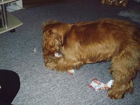 Cocker spaniel Silke billede 11