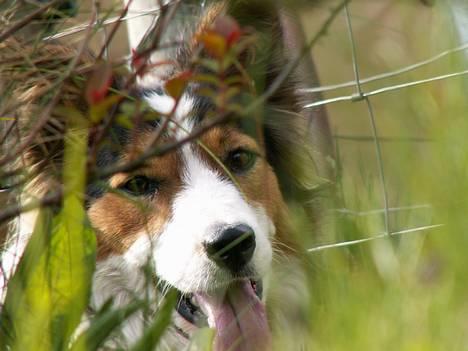 Border collie Dina - Her er dina lige ude og lege hyrdehund..! Fangede hende lige da hun lagde sig ned... billede 1
