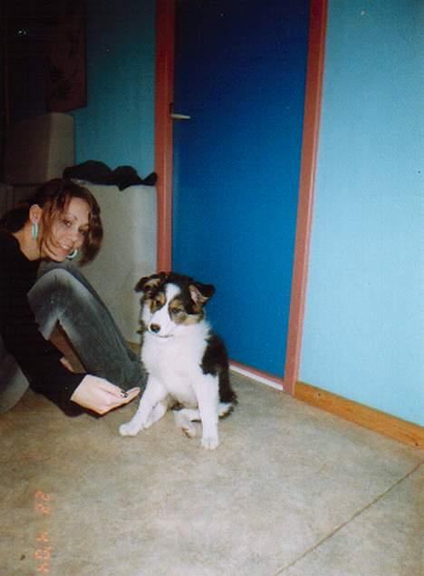 Border collie Dina - Dina som lille billede 2