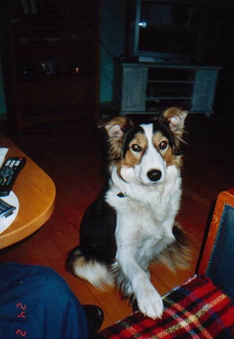 Border collie Dina - Jeg er bare sååååå smuk, dejlig, søøød, nuser, kær og jeg kunne blive ved i en evighed, men skal nok lade være.... billede 3