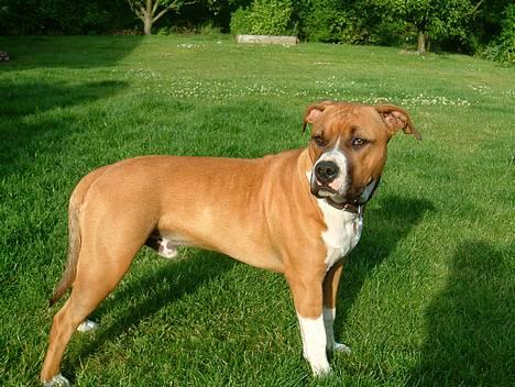 Amerikansk staffordshire terrier Arex billede 1