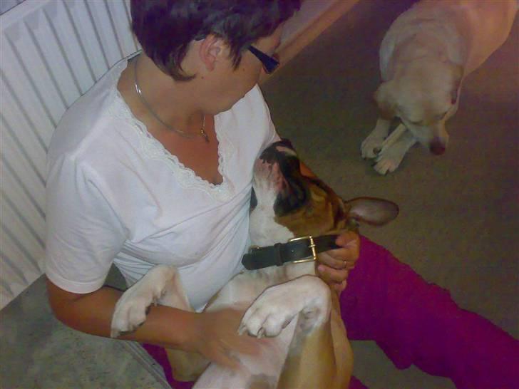 Amerikansk staffordshire terrier Arex - hygge med mormor billede 2