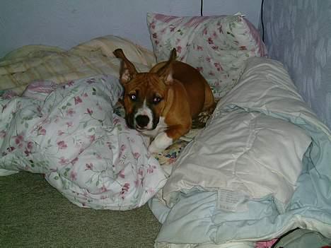 Amerikansk staffordshire terrier Arex - hov mor ikke tage billeder, så jeg skylder mig og rejse mig. billede 3