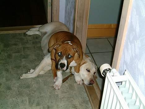 Amerikansk staffordshire terrier Arex billede 4