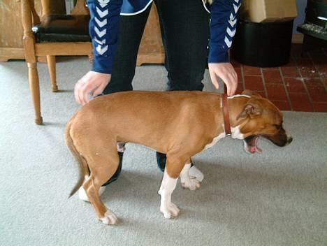 Amerikansk staffordshire terrier Arex - altså mor jeg er så træt, jeg gider bare ikke stå op, for jeg er så træt... billede 5