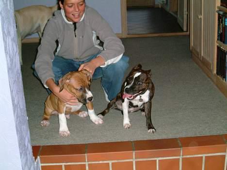 Amerikansk staffordshire terrier Arex - Arex og hans kæreste. min veninde og hund søster til boxi billede 6