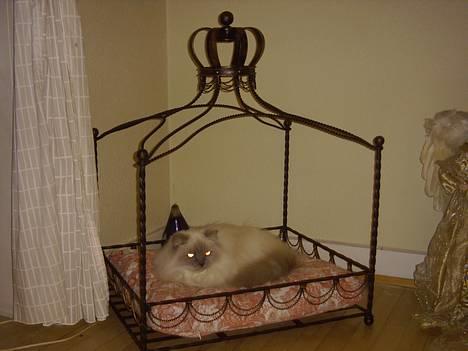 Amerikansk cocker spaniel Galaksi Rocket Man - Ja man kan godt se hvem der bestemer herhjemme....  ;-)Tullemor som ikke er her mere ;-( billede 10