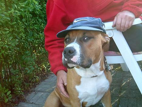 Amerikansk staffordshire terrier Arex - jeg gider altså ikke have solen i øjne mor.. billede 7