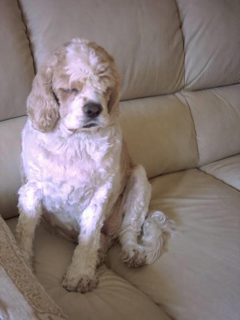 Amerikansk cocker spaniel Galaksi Rocket Man billede 11