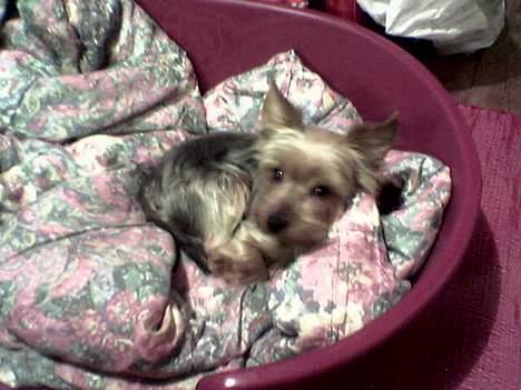 Yorkshire terrier Anton - Når Nanna ligger i min kurv, så må jeg også ligge i hendes...basta billede 13