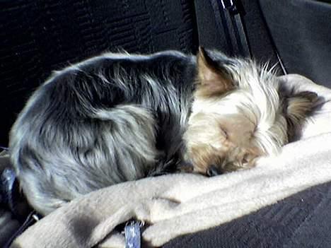 Yorkshire terrier Anton - Jeg elsker at køre bil, men jeg napper lige en på øjet ;-) billede 15