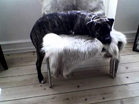 Amerikansk bulldog Nanna - Hva snakker du om, jeg kan da sagtens ligge sådan her....??? billede 11