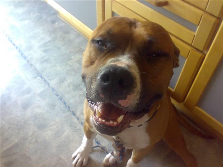 Amerikansk staffordshire terrier Arex billede 8