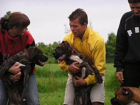 Amerikansk bulldog Nanna - se hvor de gerne vil møsse... billede 12