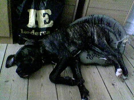 Amerikansk bulldog Nanna - Visse, vasse, jeg kan sagtens være i Anton´s kurv ;-) billede 13