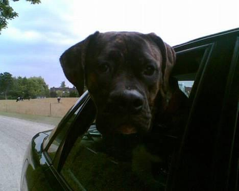 Amerikansk bulldog Nanna - Kan jeg ikke liiige kigge ud her?? billede 14