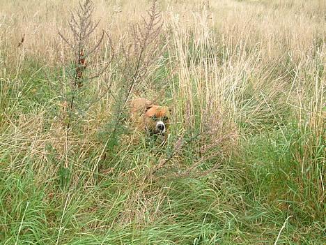 Amerikansk staffordshire terrier Arex - kan du ser mig mor? billede 9
