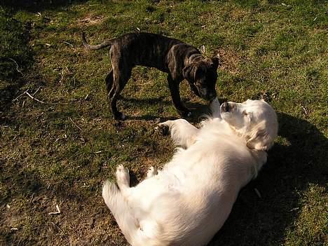 Amerikansk bulldog Nanna - Leger lidt med Zitta tøsen. billede 15